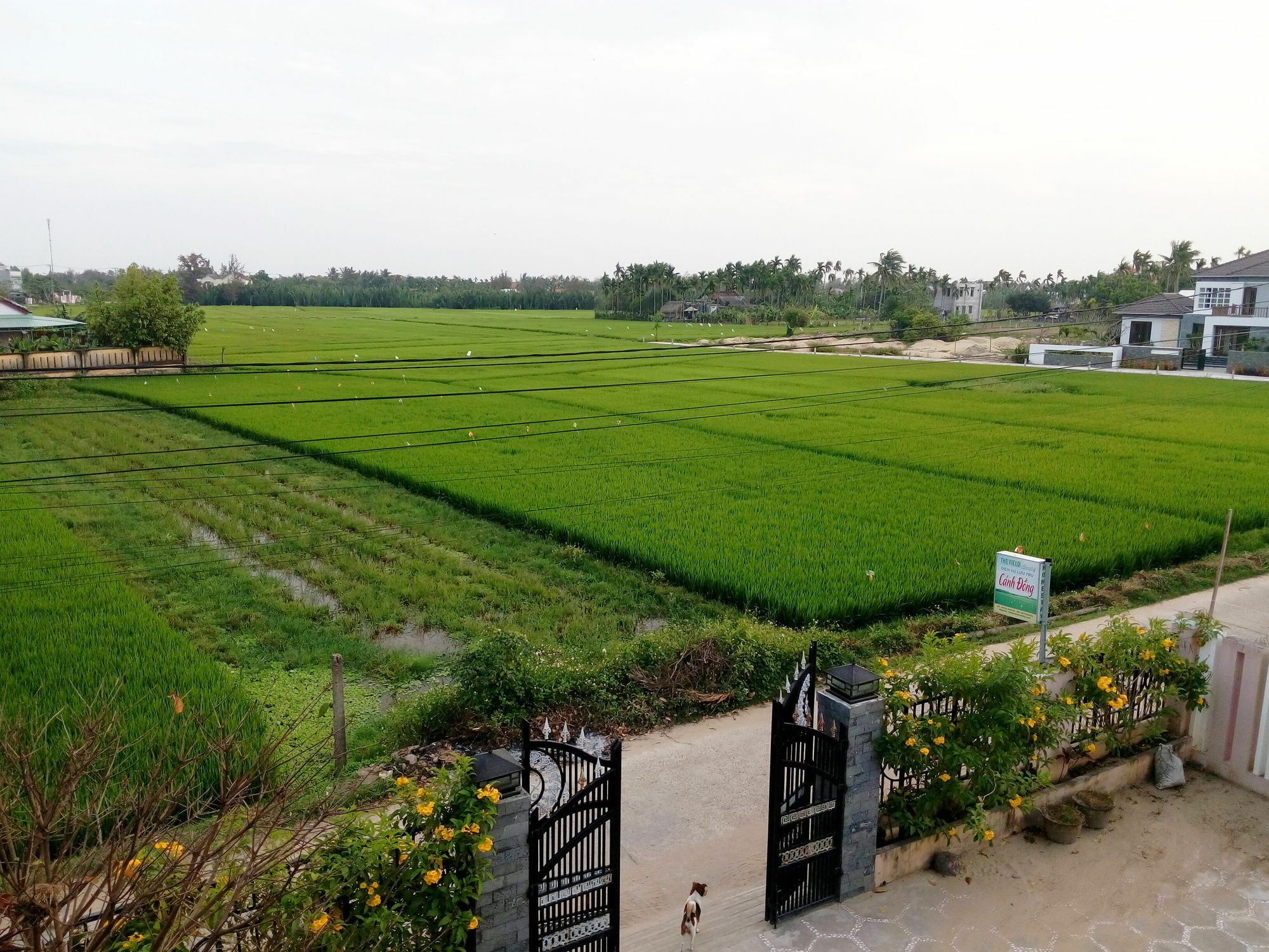 The Field Homestay Hoi An Exterior foto